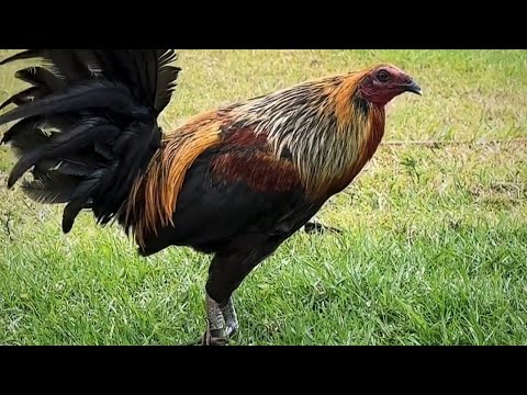 Beautiful Black M&M Roger Tabac Rcp Farm in Hawaii 🌴🇺🇸