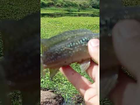 pescando Jacundá para fazer um canbreche.