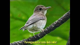 Download lagu TERAPI SRDC MACET BUNYI mp3