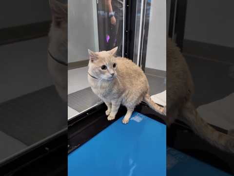 Are Cats Allergic To Water? 😷 #goodtoknow #vet #medicine #funfacts #lifehacks #educational #therapy