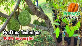 Download lagu How to K4win a durian tree from 1 stem into 3 different types that bear fruit quickly and uniquely mp3 Download lagu How to K4win a durian tree from 1 stem into 3 different types that bear fruit quickly and uniquely mp3