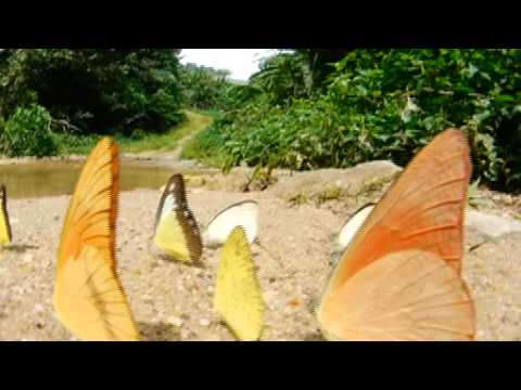 シロチョウの吸水
