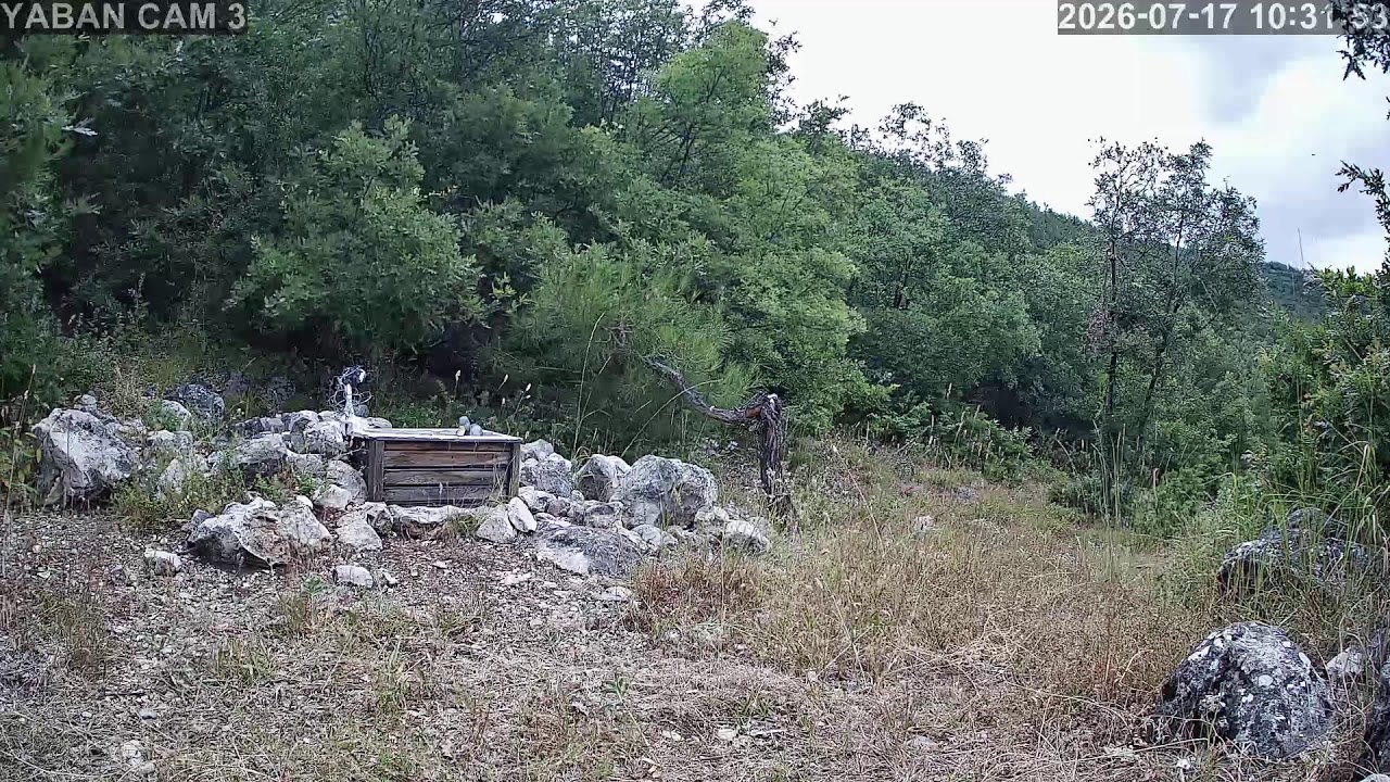 Live webcam view of Comedero de Fauna Salvaje