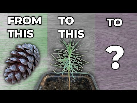 Growing A Pine Tree In A Pot - Part 1