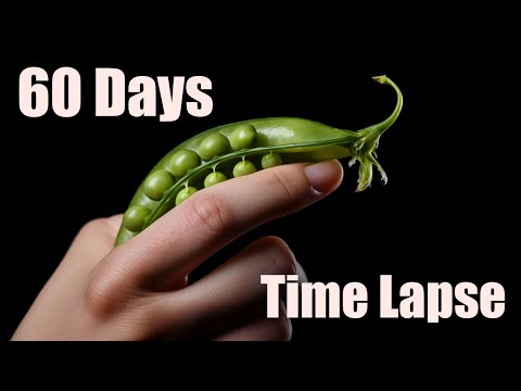Growing Peas from Pea 🌱 Plant Time Lapse