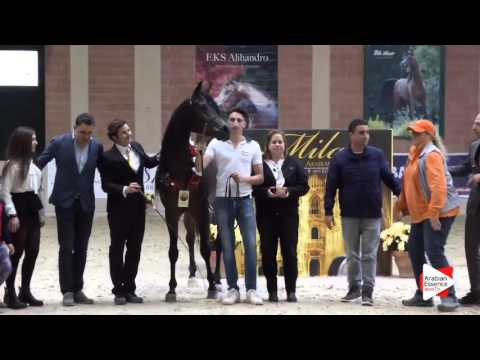1ST-N.81 AL GHAZALI AA - Milan 2016 - Stallions Championship (Class 20)