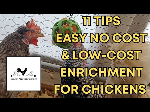 11 Tips Easy No Cost & Low-Cost Enrichment For Chickens