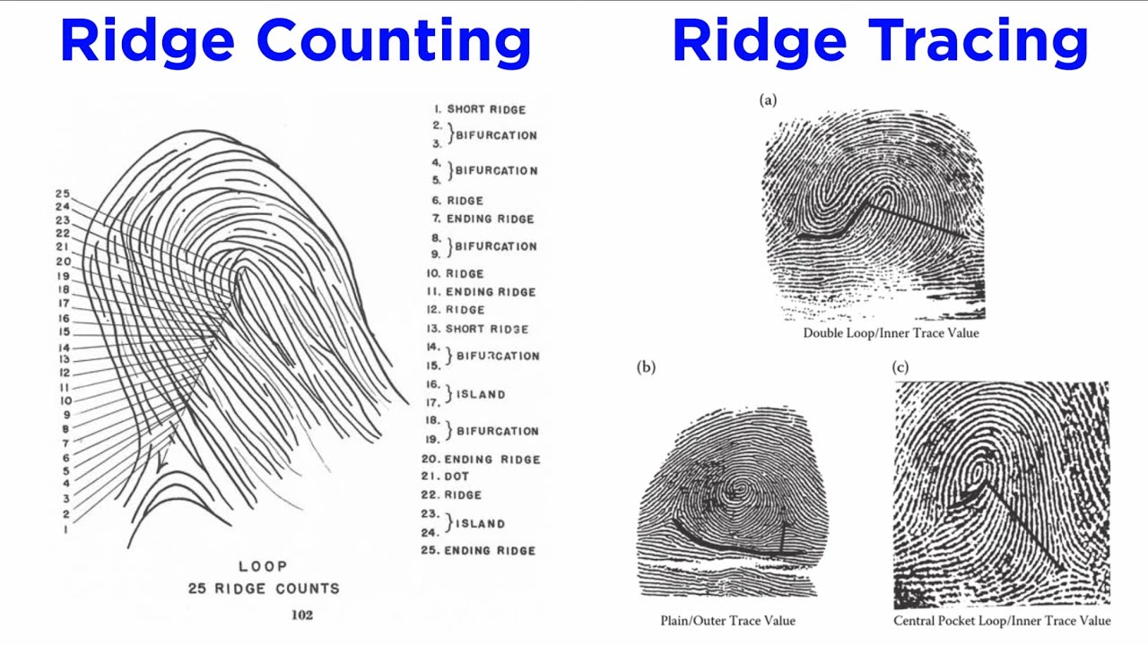 Fingerprint Ridge Counting and Ridge Tracing