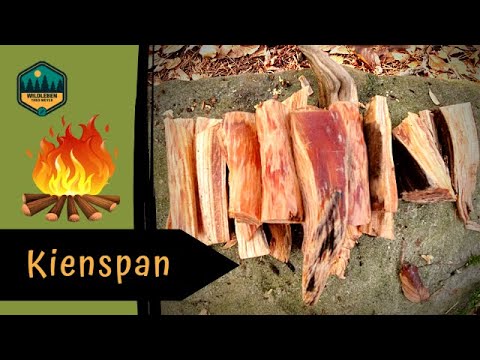 Auf Kienspan Suche | So einfach findest du Kienholz