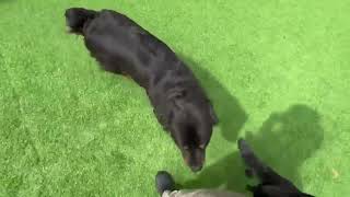 Video preview image #1 Rottweiler Puppy For Sale in Hillsboro, NH, USA