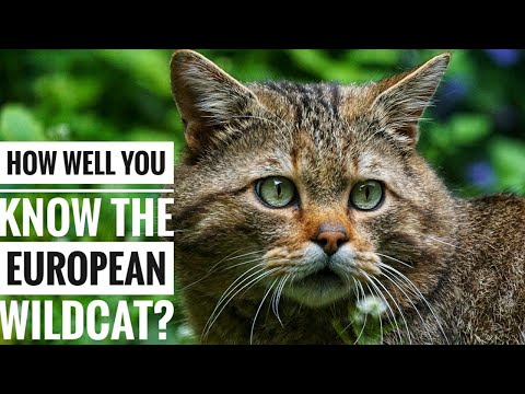 European Wildcat || Description, Characteristics and Facts!