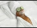 Funny Cats Scared Of Cucumbers Cats Vs Cucumber Prank Gone Wrong Cats And Cucumbers Compilation