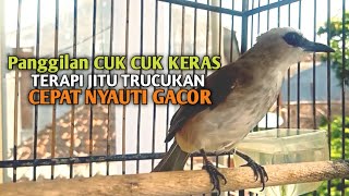 Download lagu Trucuk BETINA memanggil Jantan Suara Birahi Ngecuplik 100% pancingan trucukan gacor agar BUNYI EMOSI mp3 Download lagu Trucuk BETINA memanggil Jantan Suara Birahi Ngecuplik 100% pancingan trucukan gacor agar BUNYI EMOSI mp3