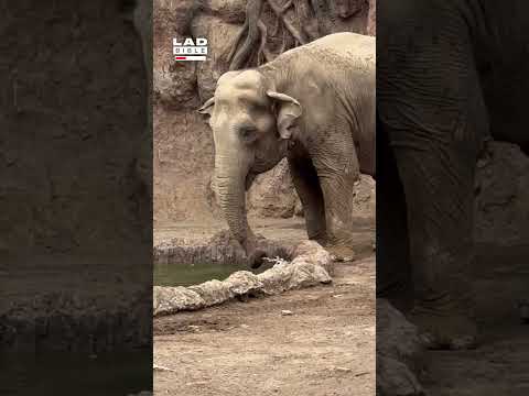 Elephant saves gazelle from drowning 👏❤️ (🎥: ViralHog)