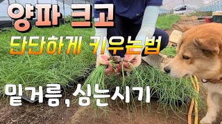양파 크고 단단하게 키우려면 밑거름이 중요 양파 심는시기