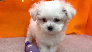 マルチーズの動画01