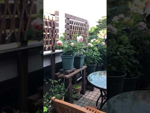 花ブーゲンビリア太陽のバルコニー用の植物