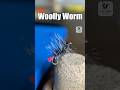 Woolly Worm | Fly Tying Tutorial