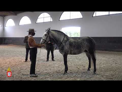 210203 2 Irreal - Aprovação de Garanhões