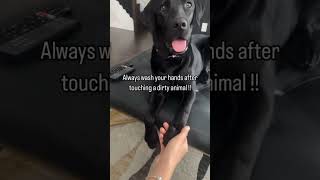 Wash your hands when you touch dirty animals #doglover #dogtraining #subscribe #funnyanimals