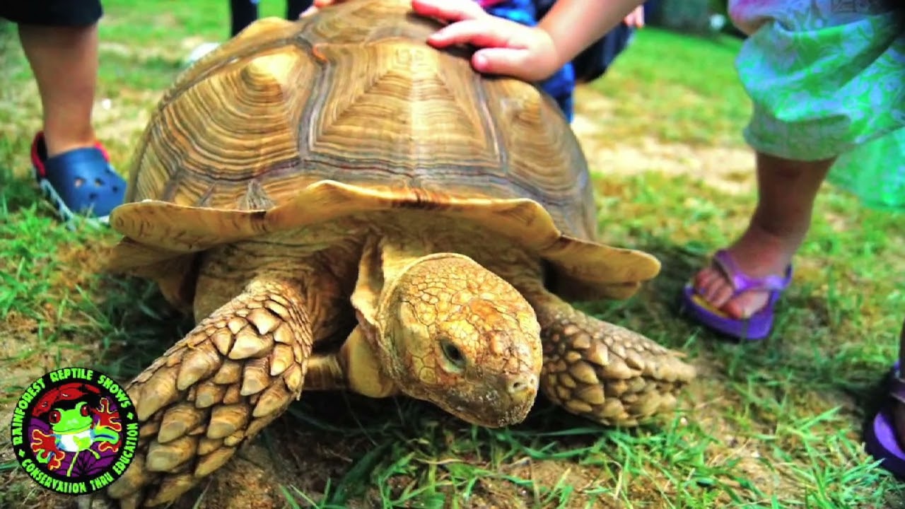 Promotional video thumbnail 1 for Rainforest Reptile Shows