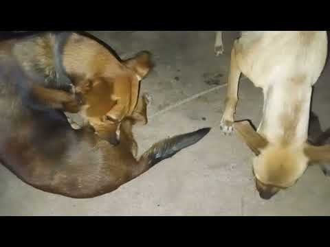 LOOK AT THEM THEY ARE SO LOVING💕💕#dogs #cats #mustwatch #youtubevideo