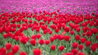 Maria Maria- Elis Regina (Biografia para mulher)