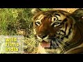 Tiger In A Forest India