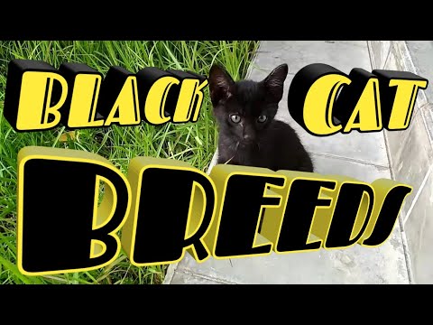 Fascinating Black Cat Breeds