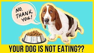 Home Remedies For Dog Vomiting And Upset Stomach - Quick Relief