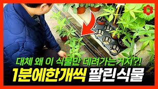 [실내식물] 집에 이 식물이 없다구요?! 설마..ㅣ