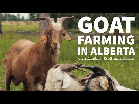Goat Farming in Alberta with Mallory & Shaun Kaiser
