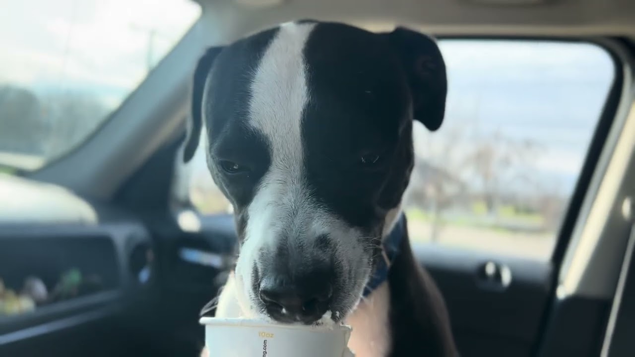 Gracie, an adoptable mixed breed in Quincy, MI video 4/4