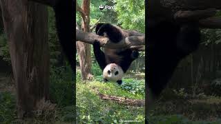 Someone Give This Panda A Perfect 10! | iPanda #shorts
