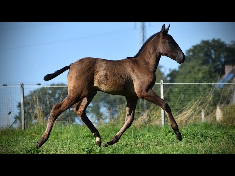 DIOR DE SCUDERIA ➖ SIRED BY POETA DE SUSAETA