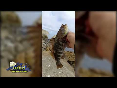 PLAYA EL MORRO, CALDERA región de ATACAMA