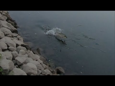 insane asp jump JURE topwater lure