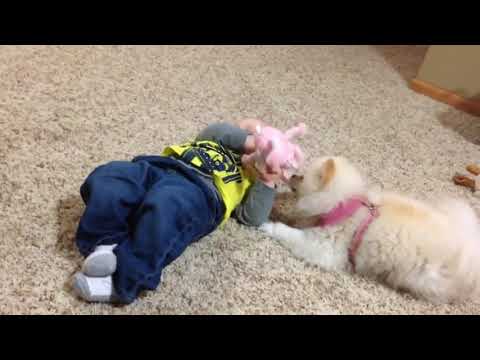 The Funniest Cute Pets & Animals Home Video Bloopers of 2020 Weekly Compilation   ep 27