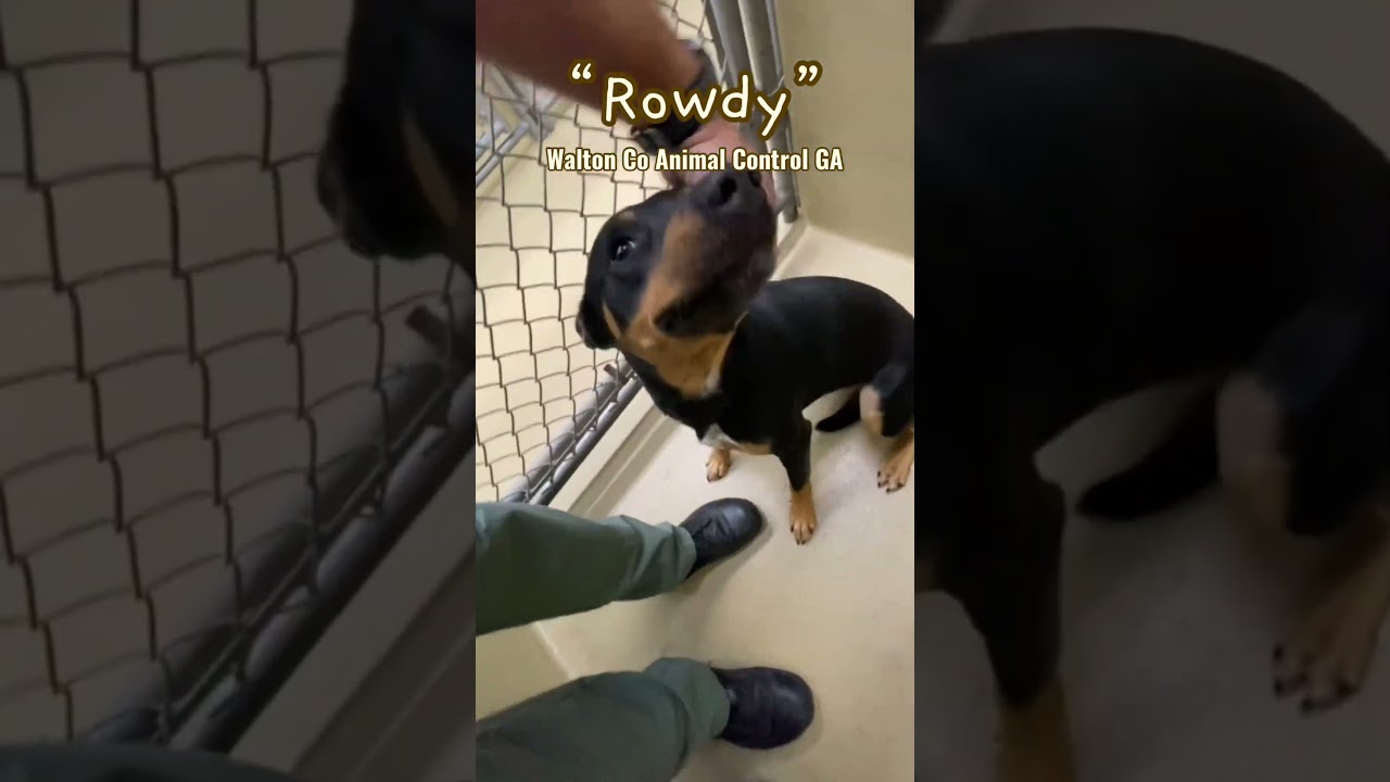 Enlarge Rowdy, a Adoptable mixed breed in Monroe, GA video 2/2