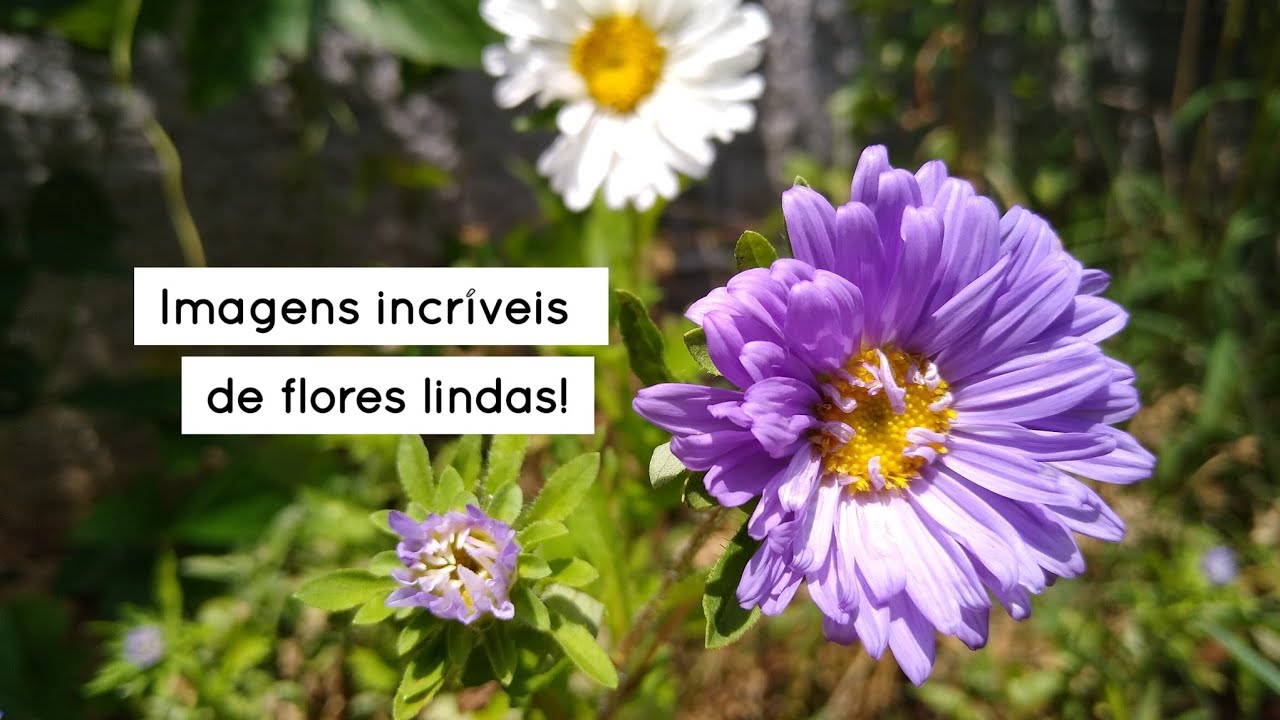 Belas IMAGENS de FLORES lindas - vídeo para relaxar - imagens da natureza