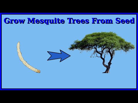 Growing Mesquite Trees From Seed Pods