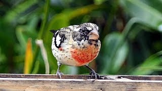 Download lagu Rose-breasted Grosbeak in Costa Rica. mp3 Download lagu Rose-breasted Grosbeak in Costa Rica. mp3