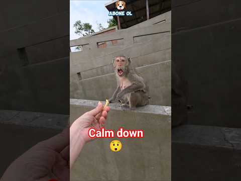 Son Tepkisi Beni Benden Aldı#shorts  #komikhayvanlar