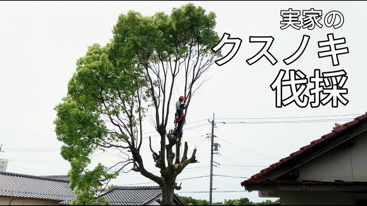 【実家のクスノキ伐採】木の伐採シーンばかりですので心が痛む方はご覧にならないで下さいね。