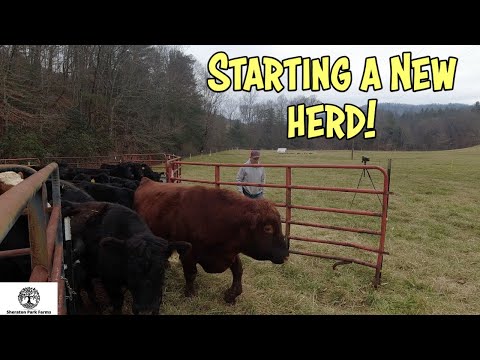 We Bought The WHOLE Herd - Tips For Starting New Cattle On Your Farm
