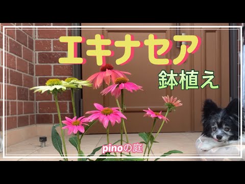 エキナセアを鉢や庭で育てるにはどうすればよいですか？ – 初心者の庭師へのアドバイス  庭園