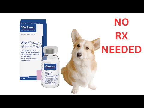 Where To Buy Alizin For Dogs? Best Places To Get Alizin