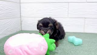 ハーフ犬の動画01