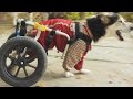 Я достоин тебя (док. фильм) 