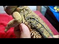 Neglected Dying Bearded Dragon RESCUE Day 3 | Bad Stuck Shed Caused Deep Holes On Back| Removal!